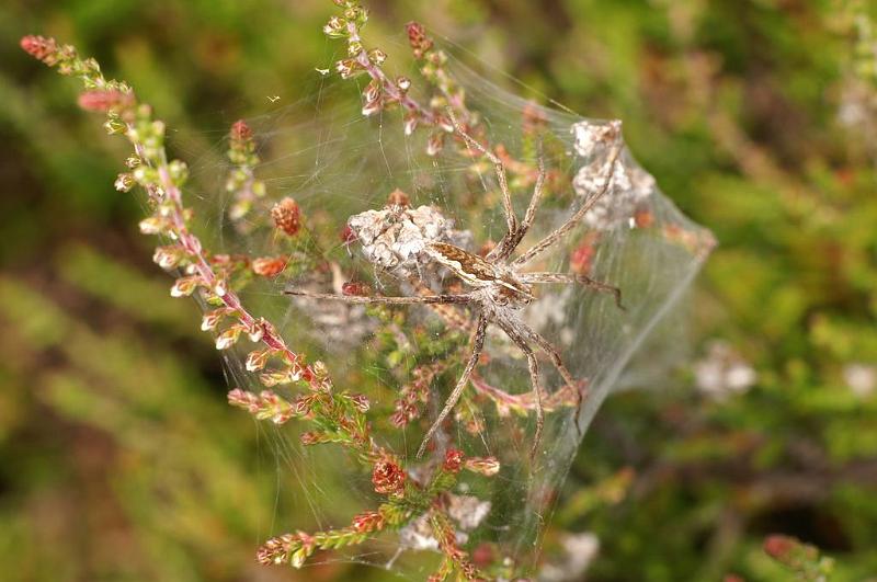 Pisaura_mirabilis_D7487_Z_90_NP De Hoge Veluwe_Nederland.jpg